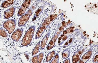 Anti-MUC2 antibody [C3], C-term used in IHC (Paraffin sections) (IHC-P). GTX100664