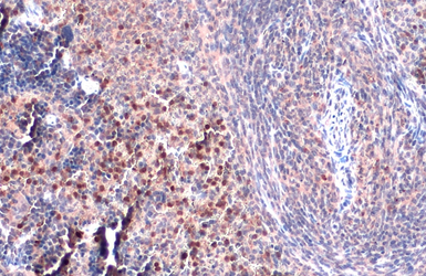 Anti-TLR9 antibody [N2], N-term used in IHC (Paraffin sections) (IHC-P). GTX100726