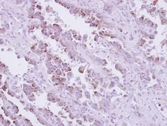 Anti-TLR9 antibody [N2], N-term used in IHC (Paraffin sections) (IHC-P). GTX100726