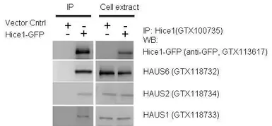 Anti-Hice1 antibody used in Immunoprecipitation (IP). GTX100735