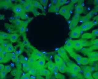 Anti-PRX II antibody used in IHC (Frozen sections) (IHC-Fr). GTX100747