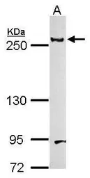 Anti-Laminin beta 1 antibody used in Western Blot (WB). GTX100787