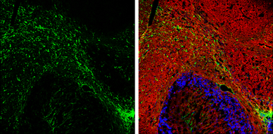 Anti-GFAP antibody used in IHC (Frozen sections) (IHC-Fr). GTX100850