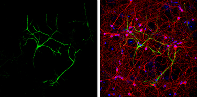 Anti-GFAP antibody used in Immunocytochemistry/ Immunofluorescence (ICC/IF). GTX100850