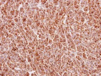 Anti-BMP4 antibody used in IHC (Paraffin sections) (IHC-P). GTX100874