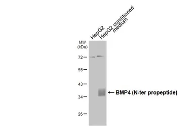 Anti-BMP4 antibody used in Western Blot (WB). GTX100874