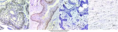Anti-BMP4 antibody used in IHC (Paraffin sections) (IHC-P). GTX100875