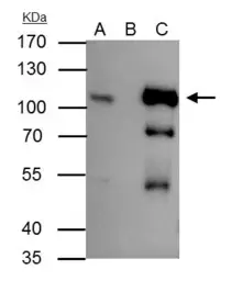 Anti-B-Raf antibody [N2C1], Internal used in Immunoprecipitation (IP). GTX100913