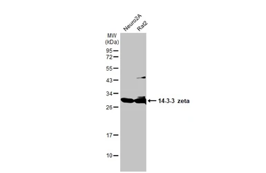 Anti-14-3-3 zeta antibody used in Western Blot (WB). GTX101075