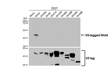 Anti-Wnt4 antibody used in Western Blot (WB). GTX101085