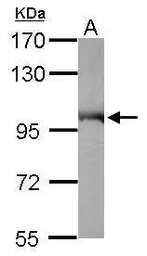 Anti-VCP antibody used in Western Blot (WB). GTX101089