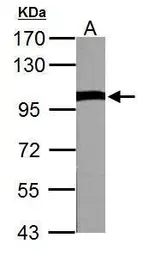 Anti-VCP antibody used in Western Blot (WB). GTX101089
