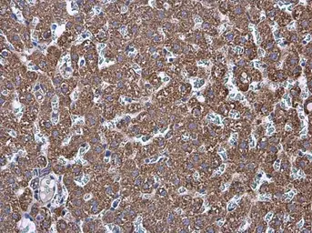 Anti-Prohibitin antibody used in IHC (Paraffin sections) (IHC-P). GTX101105
