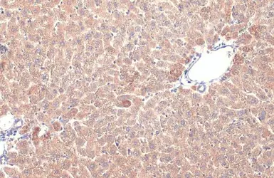 Anti-Prohibitin antibody used in IHC (Paraffin sections) (IHC-P). GTX101105