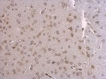 Anti-Lamin A + C antibody used in IHC (Paraffin sections) (IHC-P). GTX101126