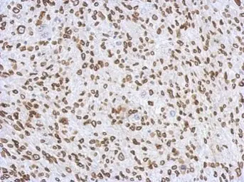 Anti-Lamin A + C antibody used in IHC (Paraffin sections) (IHC-P). GTX101127