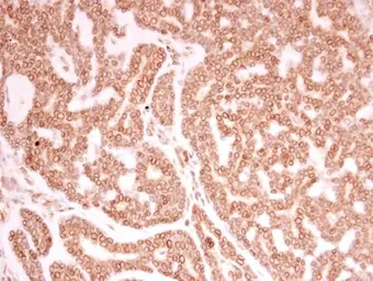 Anti-Lamin A + C antibody used in IHC (Paraffin sections) (IHC-P). GTX101127