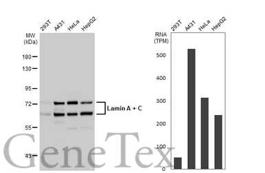 Anti-Lamin A + C antibody used in Western Blot (WB). GTX101127