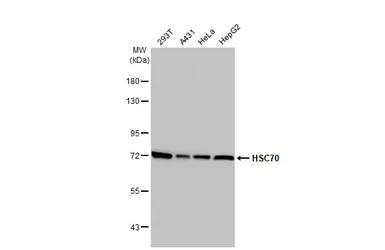 Anti-HSC70 antibody used in Western Blot (WB). GTX101144