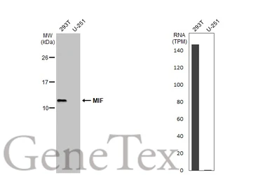 Anti-MIF antibody [N1C3] used in Western Blot (WB). GTX101162