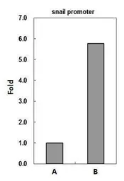 Anti-CBP antibody [C3], C-term used in ChIP assay (ChIP assay). GTX101249