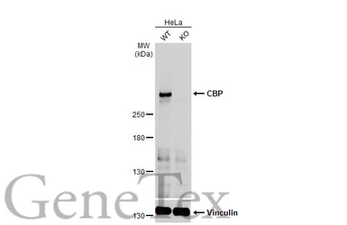 Anti-CBP antibody [C3], C-term used in Western Blot (WB). GTX101249