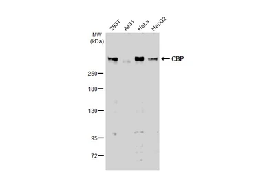 Anti-CBP antibody [C3], C-term used in Western Blot (WB). GTX101249