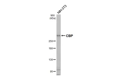 Anti-CBP antibody [C3], C-term used in Western Blot (WB). GTX101249
