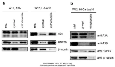 Anti-beta Tubulin antibody used in Western Blot (WB). GTX101279