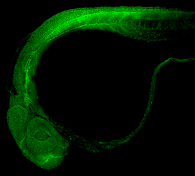 Anti-beta Tubulin antibody used in IHC (Whole mount) (IHC-Wm). GTX101279