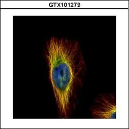 Anti-beta Tubulin antibody used in Immunocytochemistry/ Immunofluorescence (ICC/IF). GTX101279