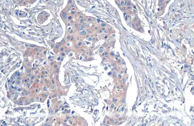 Anti-beta Tubulin antibody used in IHC (Paraffin sections) (IHC-P). GTX101279