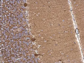 Anti-Aldolase A antibody used in IHC (Paraffin sections) (IHC-P). GTX101408