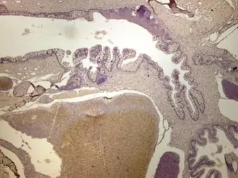 Anti-ALDH2 antibody used in IHC (Paraffin sections) (IHC-P). GTX101429