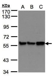 Anti-PDI antibody [N1N3] used in Western Blot (WB). GTX101468
