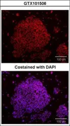 Anti-SOX2 antibody used in Immunocytochemistry/ Immunofluorescence (ICC/IF). GTX101506