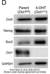 Anti-SOX2 antibody [N1C3] used in Western Blot (WB). GTX101507