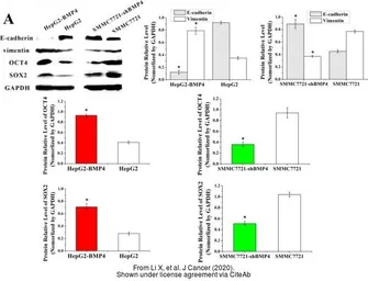 Anti-SOX2 antibody [N1C3] used in Western Blot (WB). GTX101507