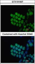 Anti-SOX2 antibody [N1C3] used in Immunocytochemistry/ Immunofluorescence (ICC/IF). GTX101507