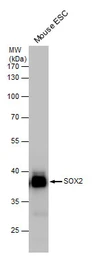 Anti-SOX2 antibody [N1C3] used in Western Blot (WB). GTX101507