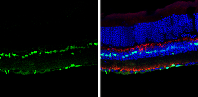 Anti-SOX2 antibody [N1C3] used in IHC (Frozen sections) (IHC-Fr). GTX101507