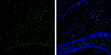 Anti-SOX2 antibody [N1C3] used in IHC (Frozen sections) (IHC-Fr). GTX101507