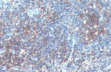Anti-CD19 antibody [C1C3] used in IHC (Paraffin sections) (IHC-P). GTX101512