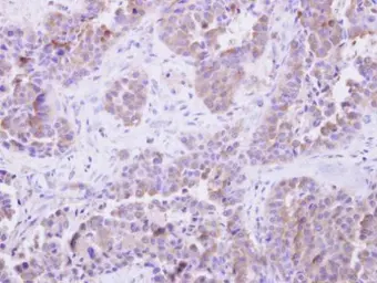 Anti-SGTA antibody used in IHC (Paraffin sections) (IHC-P). GTX101532