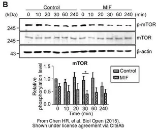 Anti-mTOR antibody [C3], C-term used in Western Blot (WB). GTX101557