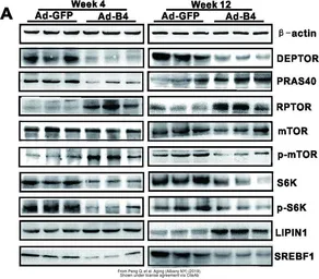 Anti-mTOR antibody [C3], C-term used in Western Blot (WB). GTX101557