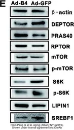Anti-mTOR antibody [C3], C-term used in Western Blot (WB). GTX101557