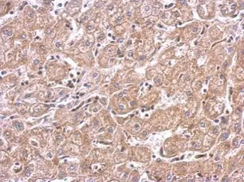 Anti-mTOR antibody [C3], C-term used in IHC (Paraffin sections) (IHC-P). GTX101557