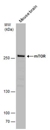 Anti-mTOR antibody [C3], C-term used in Western Blot (WB). GTX101557