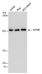 Anti-mTOR antibody [C3], C-term used in Western Blot (WB). GTX101557